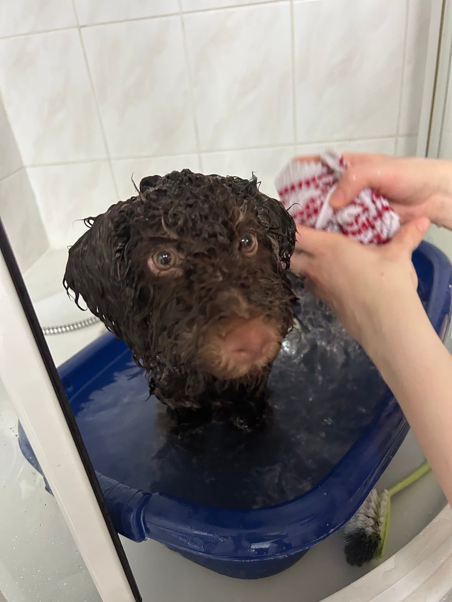 Balou getting a bath, looking up with big eyes